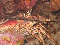 Lobster hunting.... by Kelly N. Saunders 